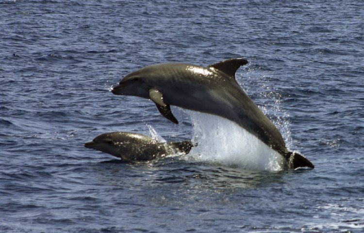 Curiosidades sobre los delfines nariz de botella