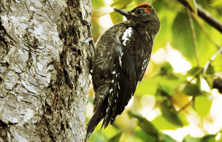 Curiosidades sobre el chupasavia pechirrojo