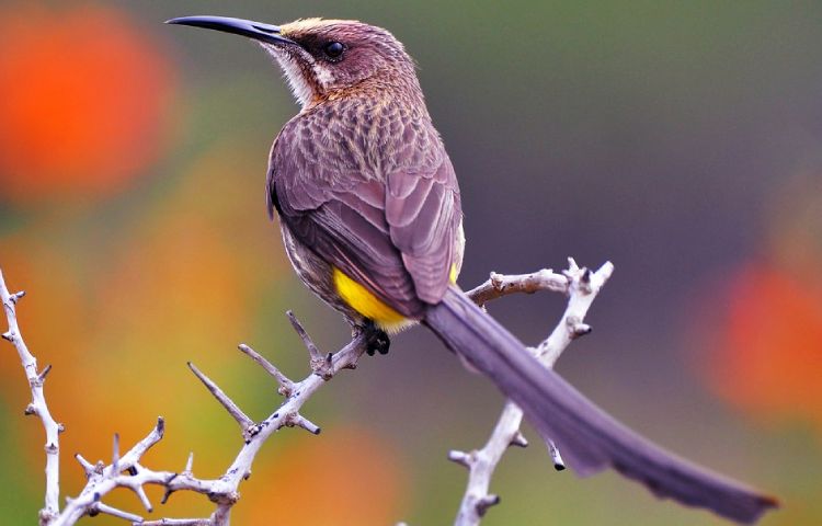 Curiosidades sobre el pájaro azúcar de El Cabo