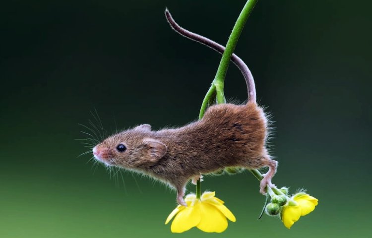 Curiosidades sobre el ratón espiguero