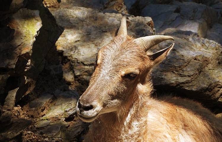 Curiosidades sobre el tar del Himalaya