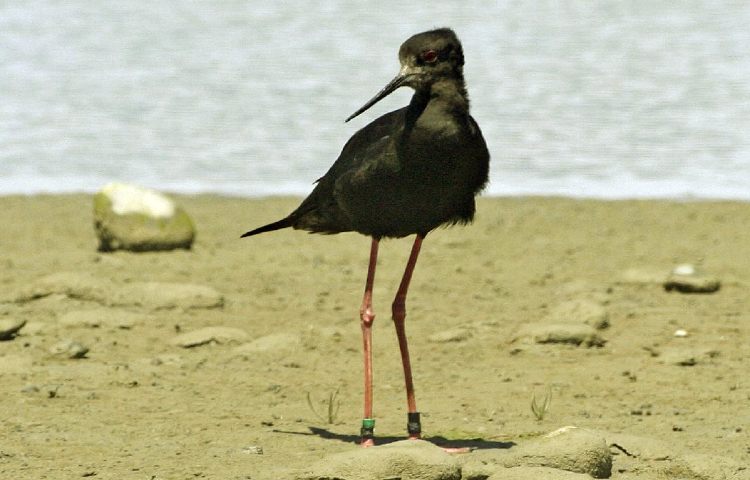 Curiosidades sobre la cigüeñuela negra