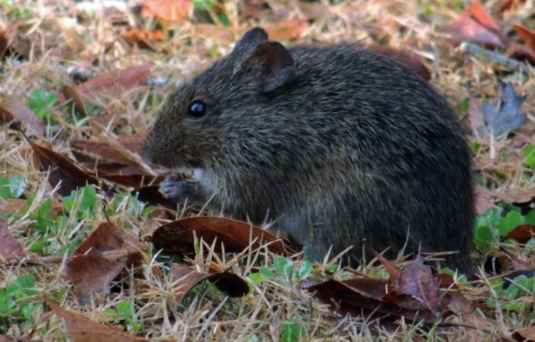 Curiosidades sobre la rata algodonera crespa