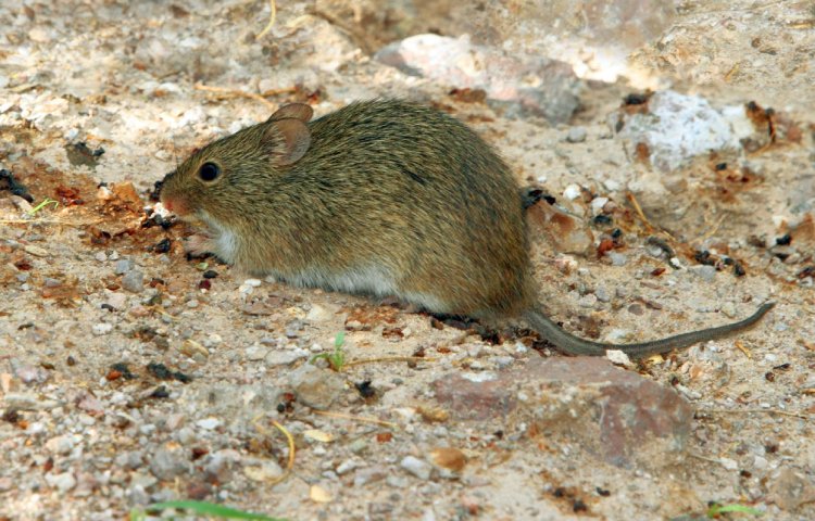 Curiosidades sobre la rata de arroz