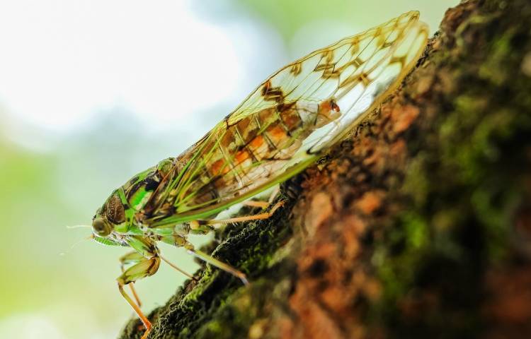 Curiosidades sobre las cigarras