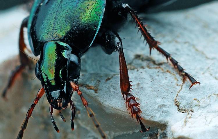 Curiosidades sobre los escarabajos