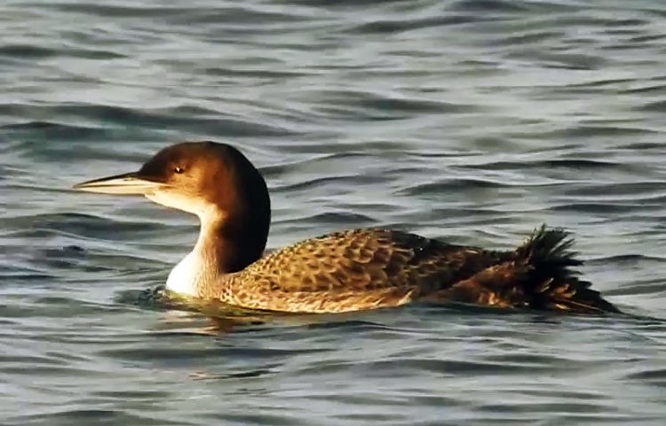 Curiosidades sobre los gaviformes