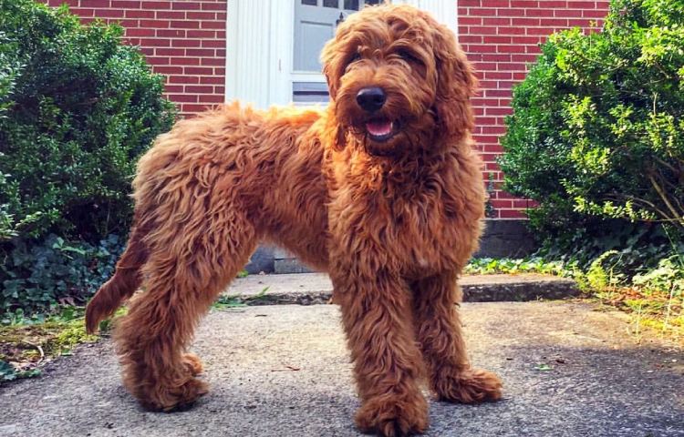 Diferencias entre Labradoodle y Goldendoodle