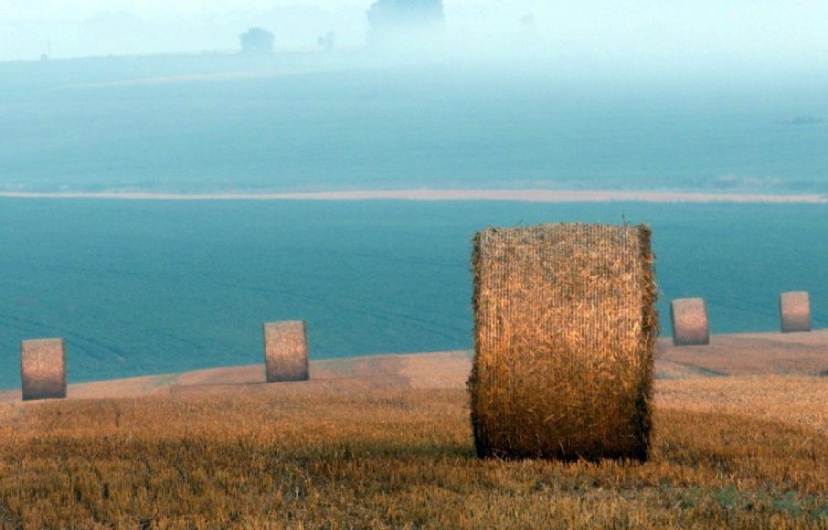 Diferencias entre heno y ensilaje