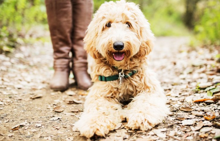 Labradoodle