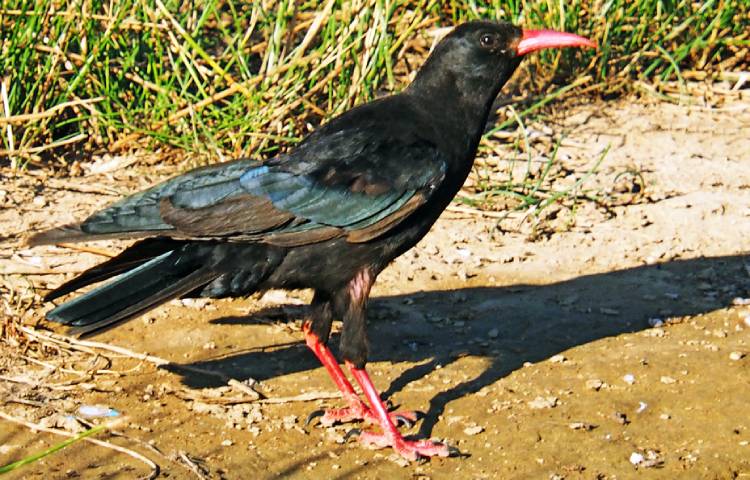 Curiosidades y características de la chova de pico rojo