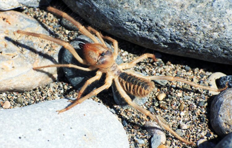 Curiosidades y características de la araña camello