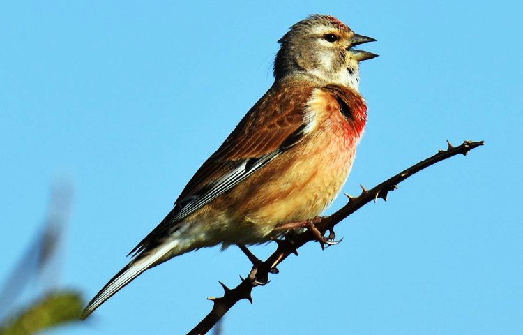 Curiosidades y características del pardillo común