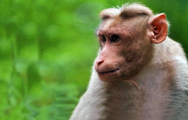 Curiosidades y características del macaco coronado