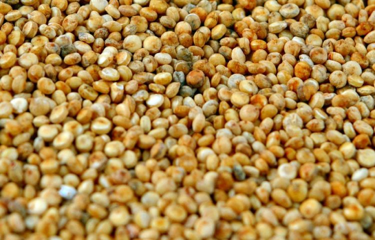 Datos interesantes de la quinoa