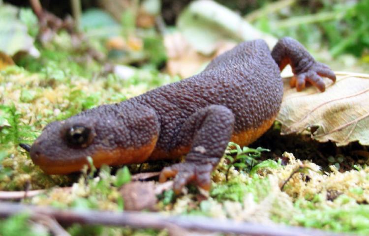 Curiosidades y características de la salamandra de piel rugosa