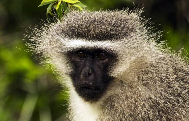 Curiosidades y características de los monos vervet