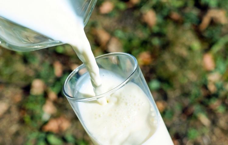 Datos interesantes de la leche