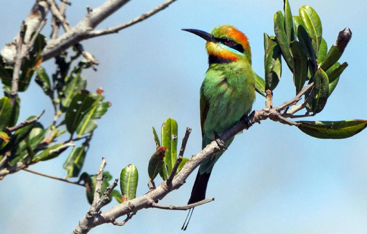 Curiosidades y características del abejaruco australiano