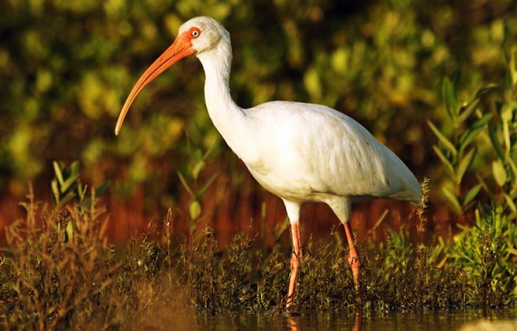 Curiosidades y características del ibis