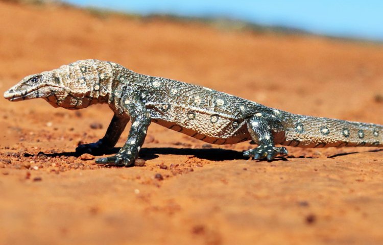 Curiosidades y características del varano gigante australiano