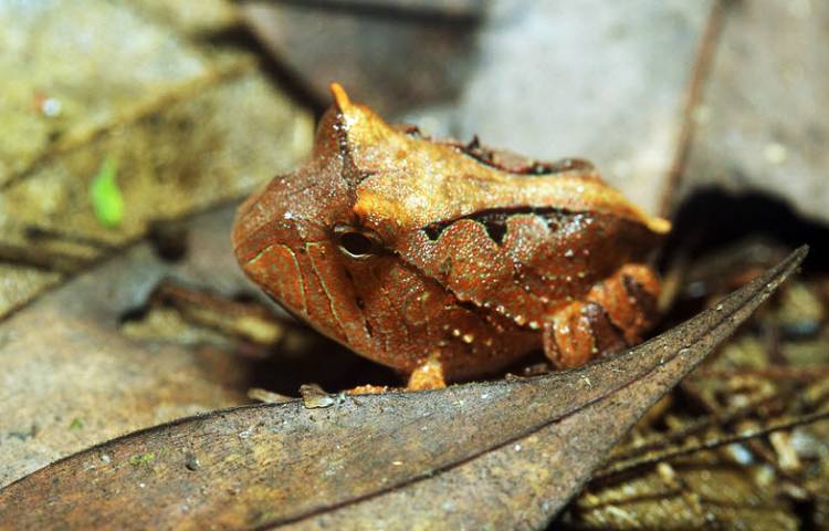 Curiosidades y características de la rana cornuda del Amazonas