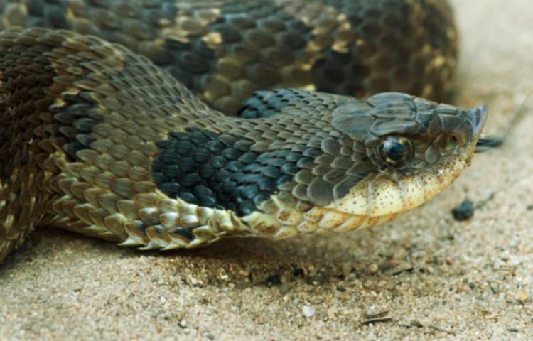 Curiosidades y características de la serpiente de hocico de cerdo oriental