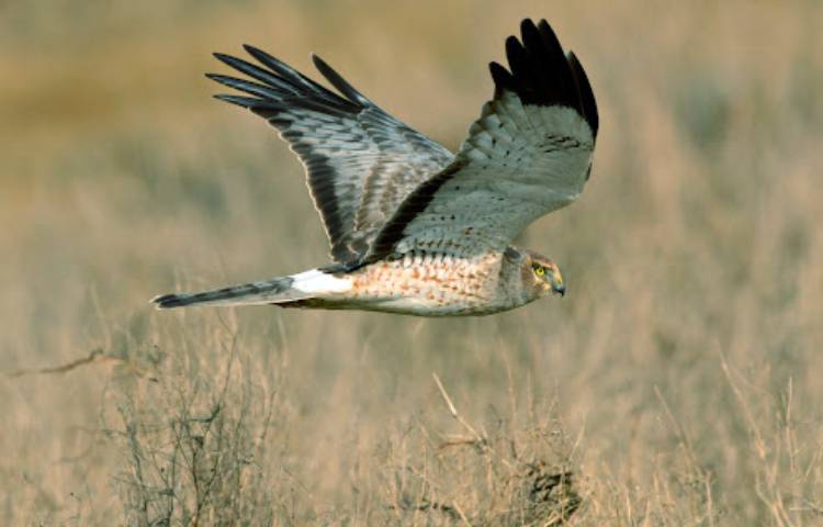 Curiosidades y características del aguilucho pálido