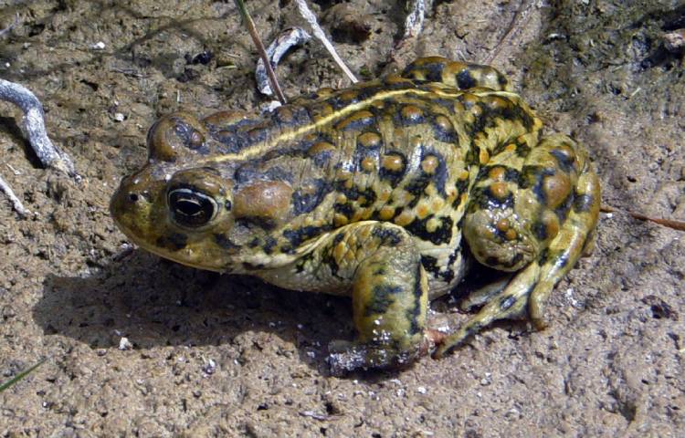 Curiosidades y características del sapo de Amargosa