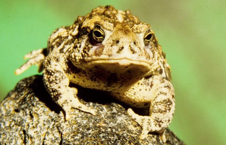 Curiosidades y características del sapo de Wyoming