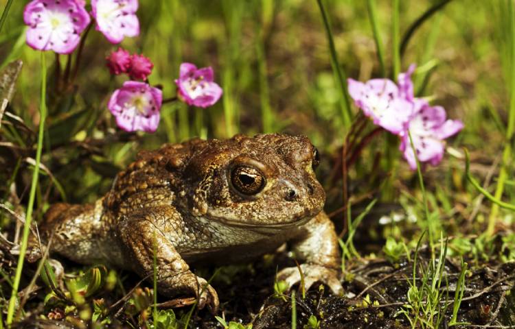 Curiosidades y características del sapo de Yosemite