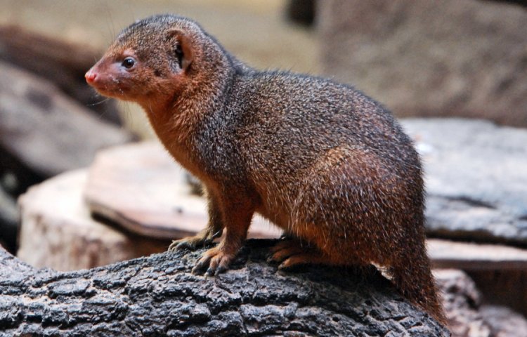 Curiosidades y características de la mangosta hociquilarga