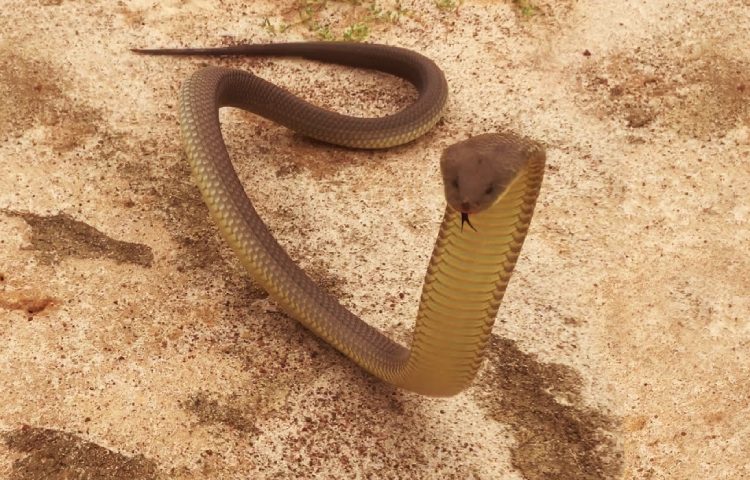 Curiosidades y características de la serpiente de Mulga