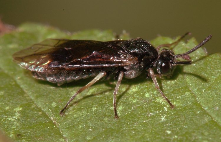 Curiosidades y características de las moscas de sierra