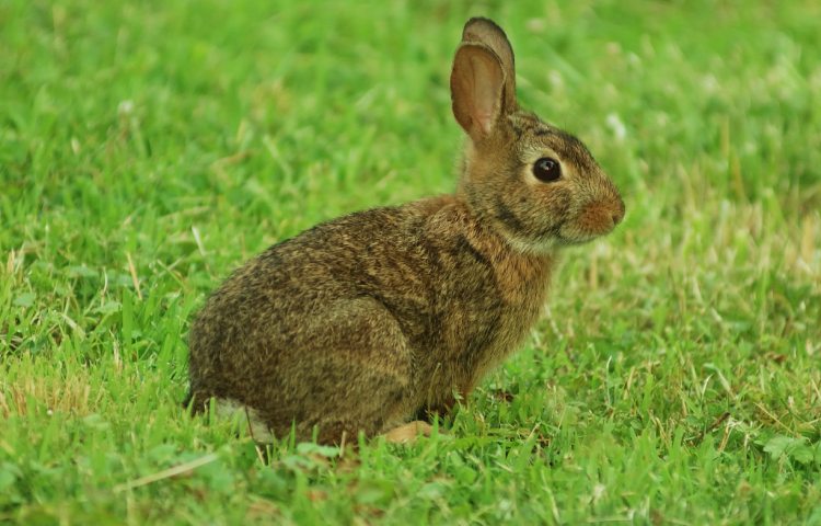 Curiosidades y características del conejo de Florida