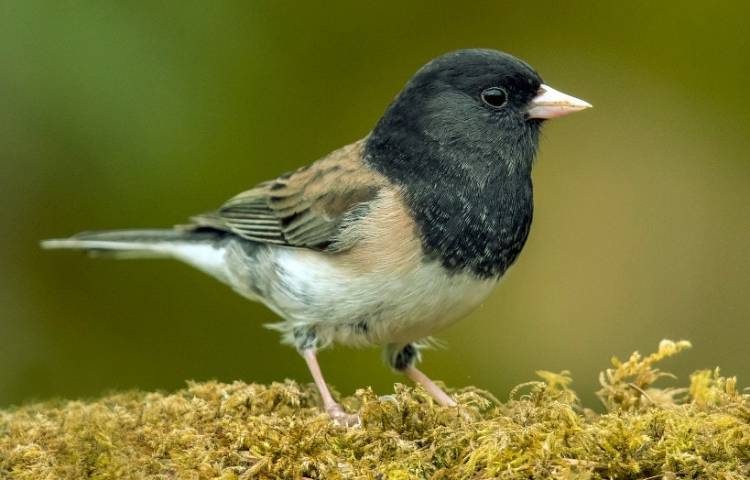 Curiosidades y características del junco pizarroso