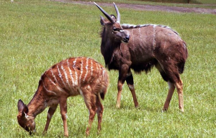 Curiosidades y características del nyala