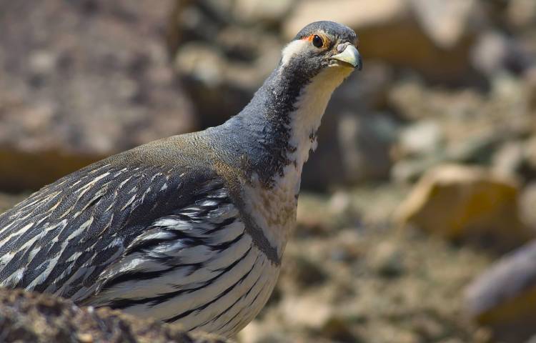 Curiosidades y características del perdigallo himalayo