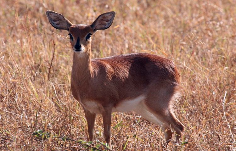 Curiosidades y características del steenbok