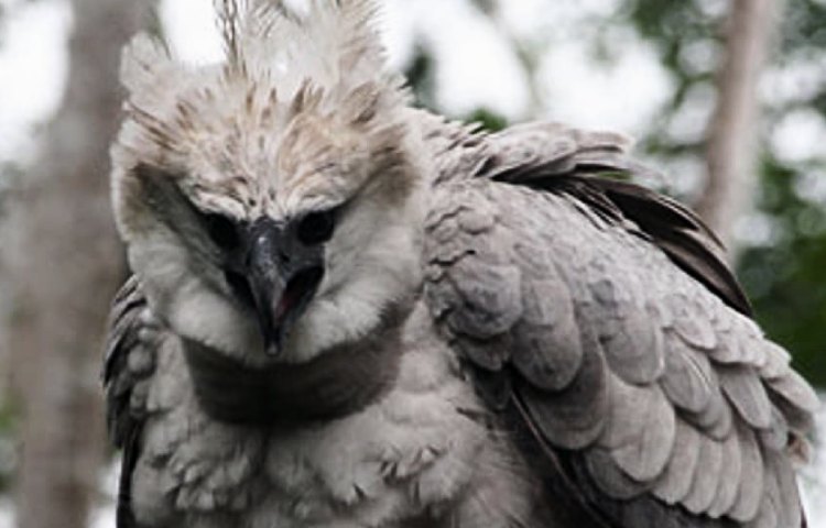 Curiosidades y características del águila arpía