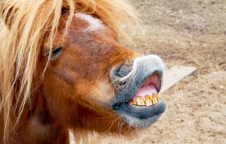 Diferencias entre poni y caballo miniatura