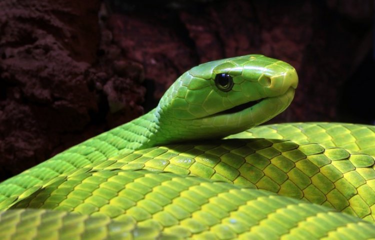 Curiosidades y características de la boomslang