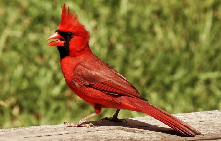 Curiosidades y características del cardenal norteño