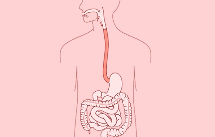 Curiosidades sobre el esófago