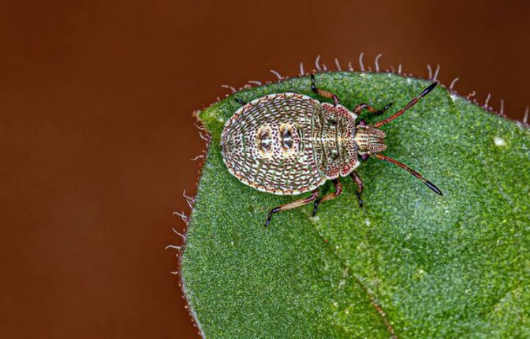 Curiosidades y características de la chinche parda marmorada