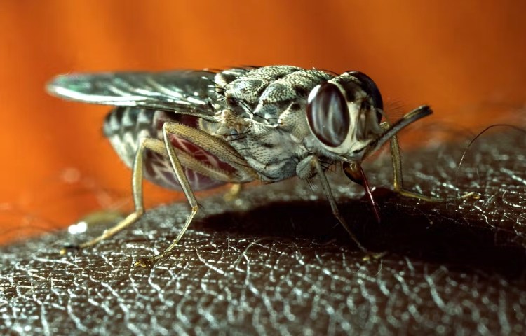 Curiosidades y características de la mosca tsetsé