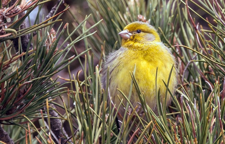 Curiosidades y características del canario silvestre