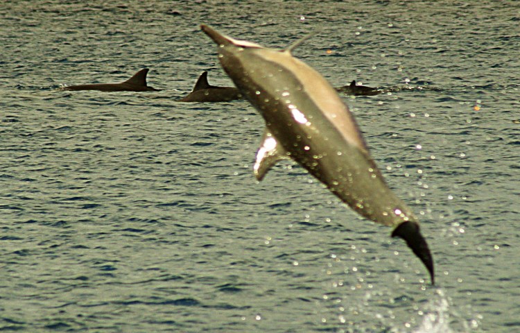 Curiosidades y características del delfín girador