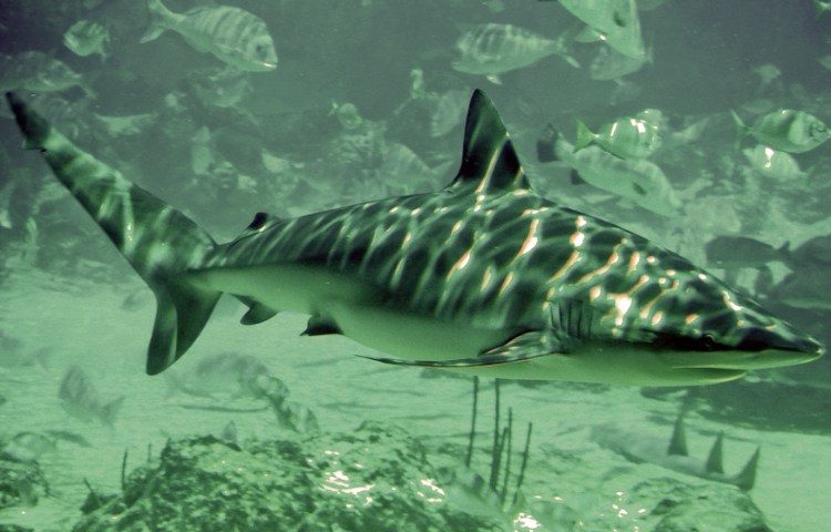 Curiosidades y características del tiburón arenero