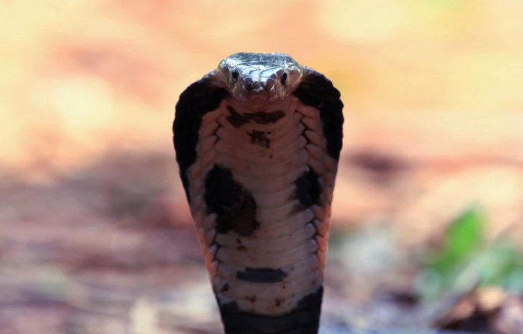 Características de los dientes de la cobra